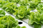 Generic lettuce vertical farm hydroponic Adobe