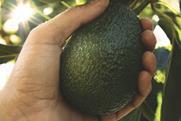 California avocado on tree in hand MUST CREDIT CAC