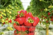 Strawberry production Dutch greenhouse picked in plastic punnet Adobe Stock