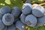 OBG Raptor blueberries GPG