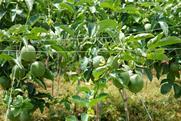 Vietnamese passionfruit
