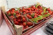 El Pinar strawberries