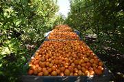 Argentina Entre Rios citrus
