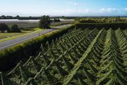 Zespri Tammy Hill orchard Bay of Plenty