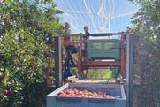 Candine harvest