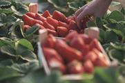 Freshuelva strawberry picking