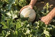 BASF melon production