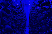 B-SML Sollum Delphy cucumbers