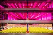 Urban Farming Partners Singapore's indoor vertical farm GroGrace