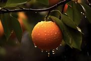 Orange on tree in rainstorm Adobe Stock