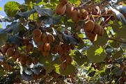 GR Kiwifruit
