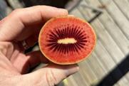 Zespri Red80 sliced open