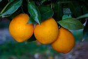 Navel late Adobe Stock