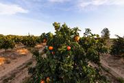 Citrus farm in Huelva