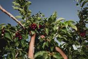 ACVJ cherries