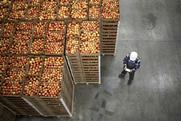 Apples packed for export in storage facility