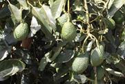 Kenya avocados