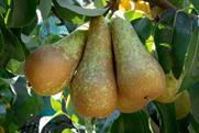 Conference pears