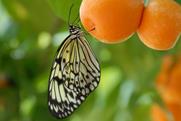 Biodiversity butterfly apricots