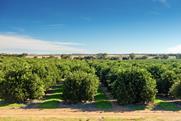 Citrus grove Riverland Australia