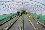 AgriSound UK strawberry pollination project