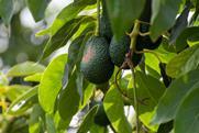 Avocado on tree Adobe Stock