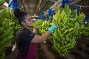 Corbana CR bananas A