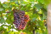 India is a major grower and exporter of grapes