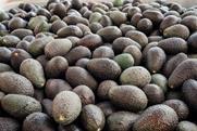 Harvested Hass avocados in bin Adobe Stock