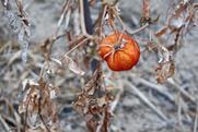 The UK is increasing fruit and veg imports from regions like Africa facing increasingly climate-related production risks