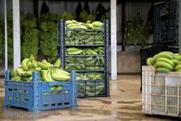 Bananas packed for export Adobe Stock