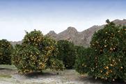 South Africa Citrus Western Cape Adobe Stock