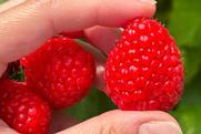 Gil Program raspberry G-Berries