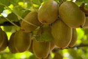 RSA Oscar Gold kiwifruit Primland