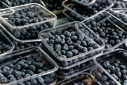 Blueberries in open punnets