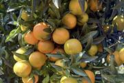 XLO clementine