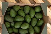Montosa - Avocados