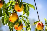 South African stonefruit