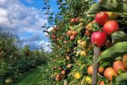 Belgian apples Belgium Adobe Stock