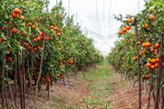 SweetCott orchard