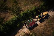 Picota cherries aerial shot