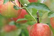 CMI Orchards