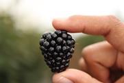 Planasa blackberry