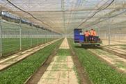 UK Florette lambs lettuce
