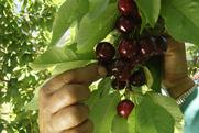 South African cherries