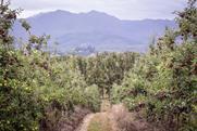 Apple orchards near Cape Town South Africa Adobe Stock