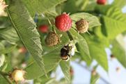 British Berry Growers Sustainability bee biodiversity