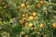 Generic orange grove Adobe Stock