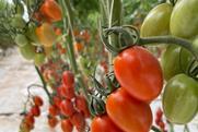 MA Delassus tomatoes