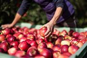 Vog organic Inored apples Armin Huber
